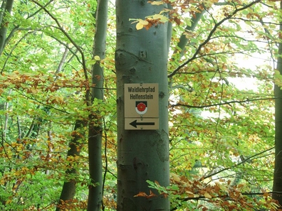 Wissenswertes über den Lebensraum Wald